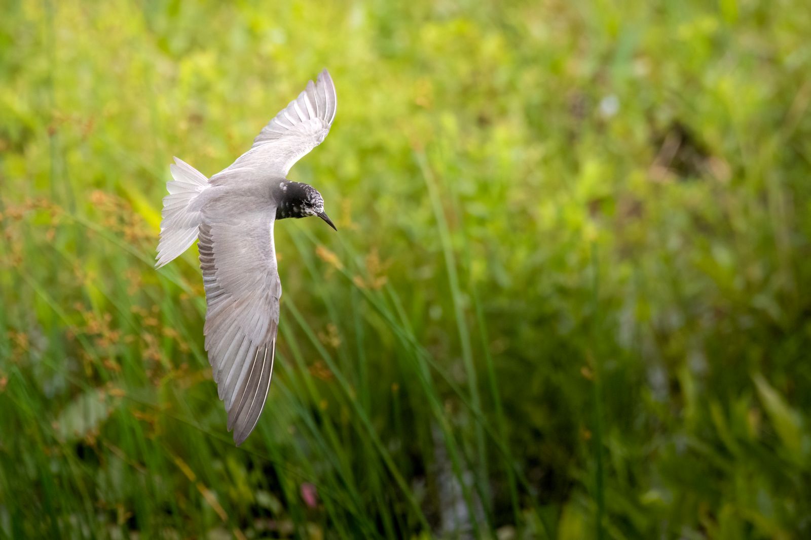 Black Tern by Beau Cotter