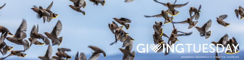 Fundraising Header image